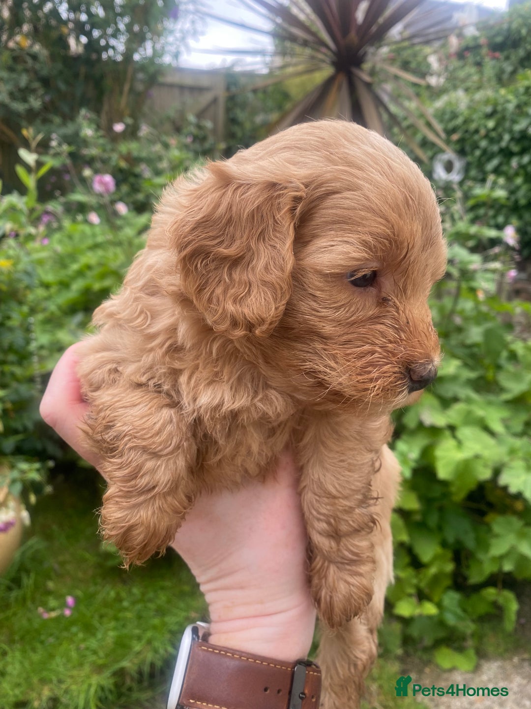 Mixed Breed dogs for sale:  Cavapoo x Cockapoo Ready 9th August - Image 29