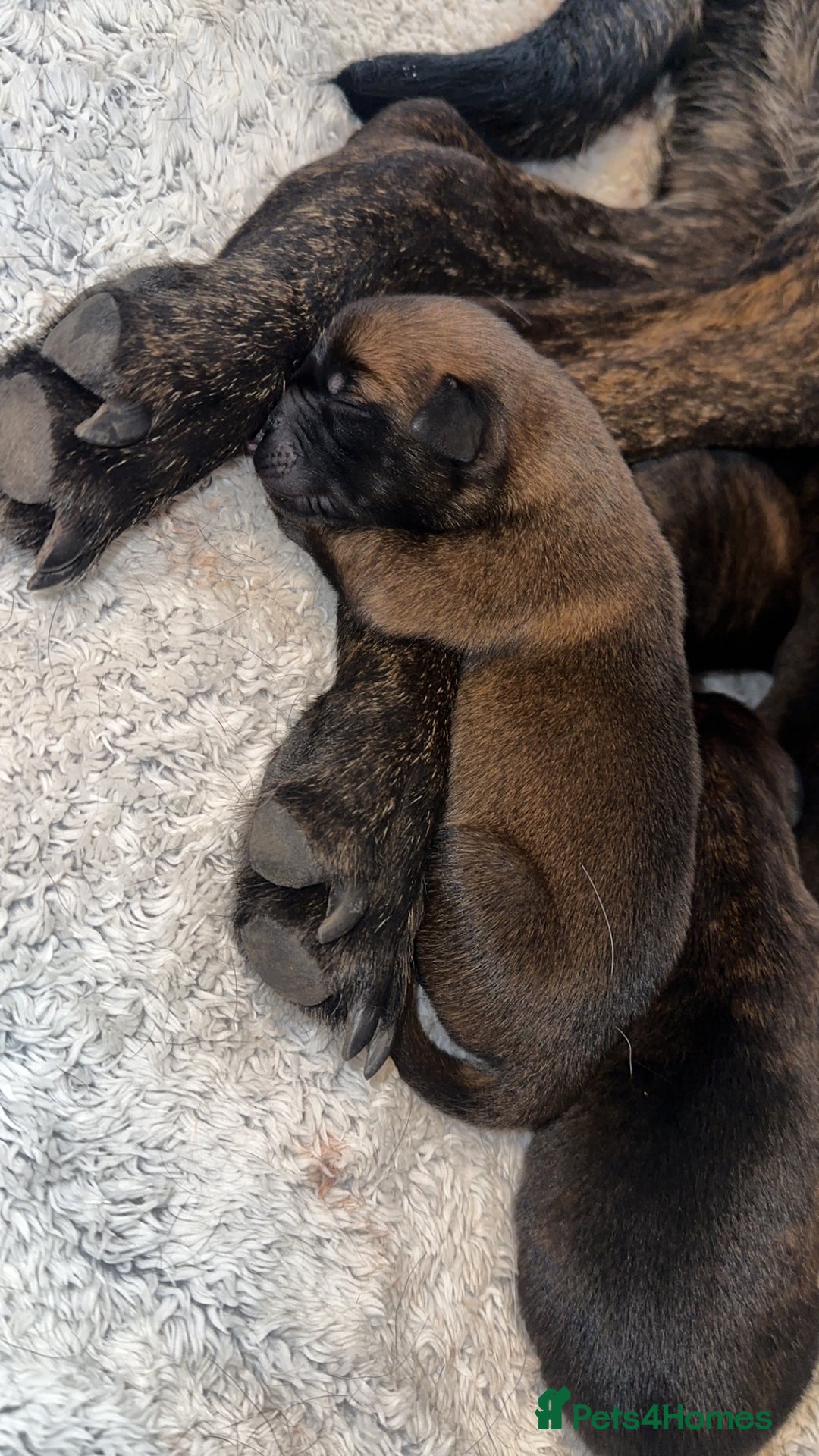 Mixed Breed dogs for sale: Dutch/Belgian malinois   - Image 3