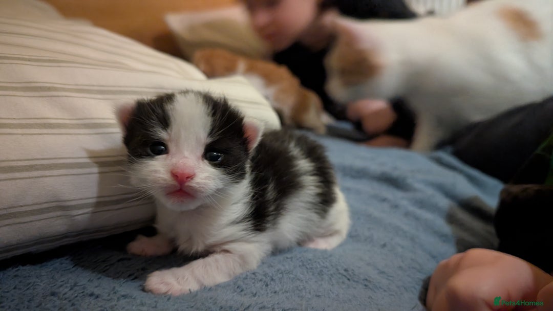 Maine Coon cats for sale: 3 Beautiful Maine coon kittens for sale  😍 - Advert 7