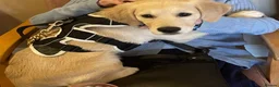 Golden Retriever dogs for sale: Golden Retriever female - Advert 3