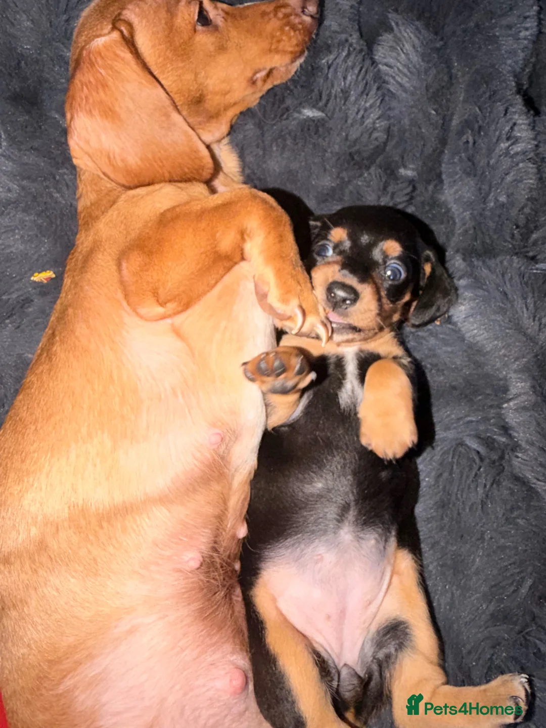 Miniature Dachshund dogs for sale: Dachaund  - Advert 2