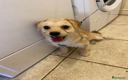 Mixed Breed dogs for sale: 8 month old male small mix breed - Image 2