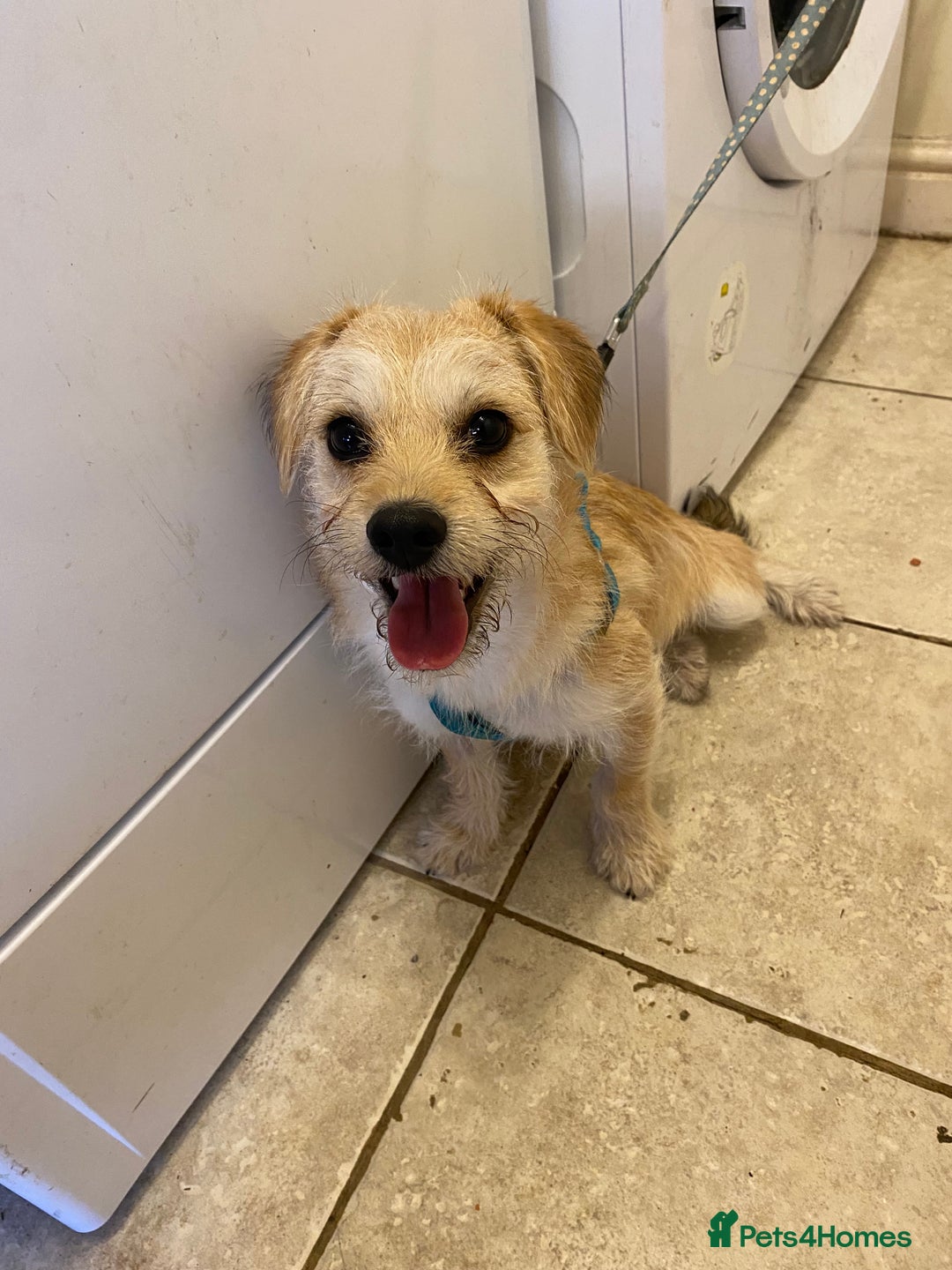 Mixed Breed dogs for sale: 8 month old male small mix breed - Image 2