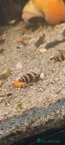 Snails fish in Chorley - Advert 10
