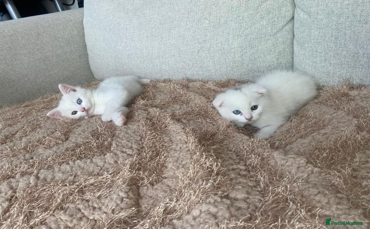 Scottish Fold cats - Advert 11