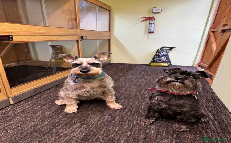 Miniature Schnauzer dogs - Advert 1