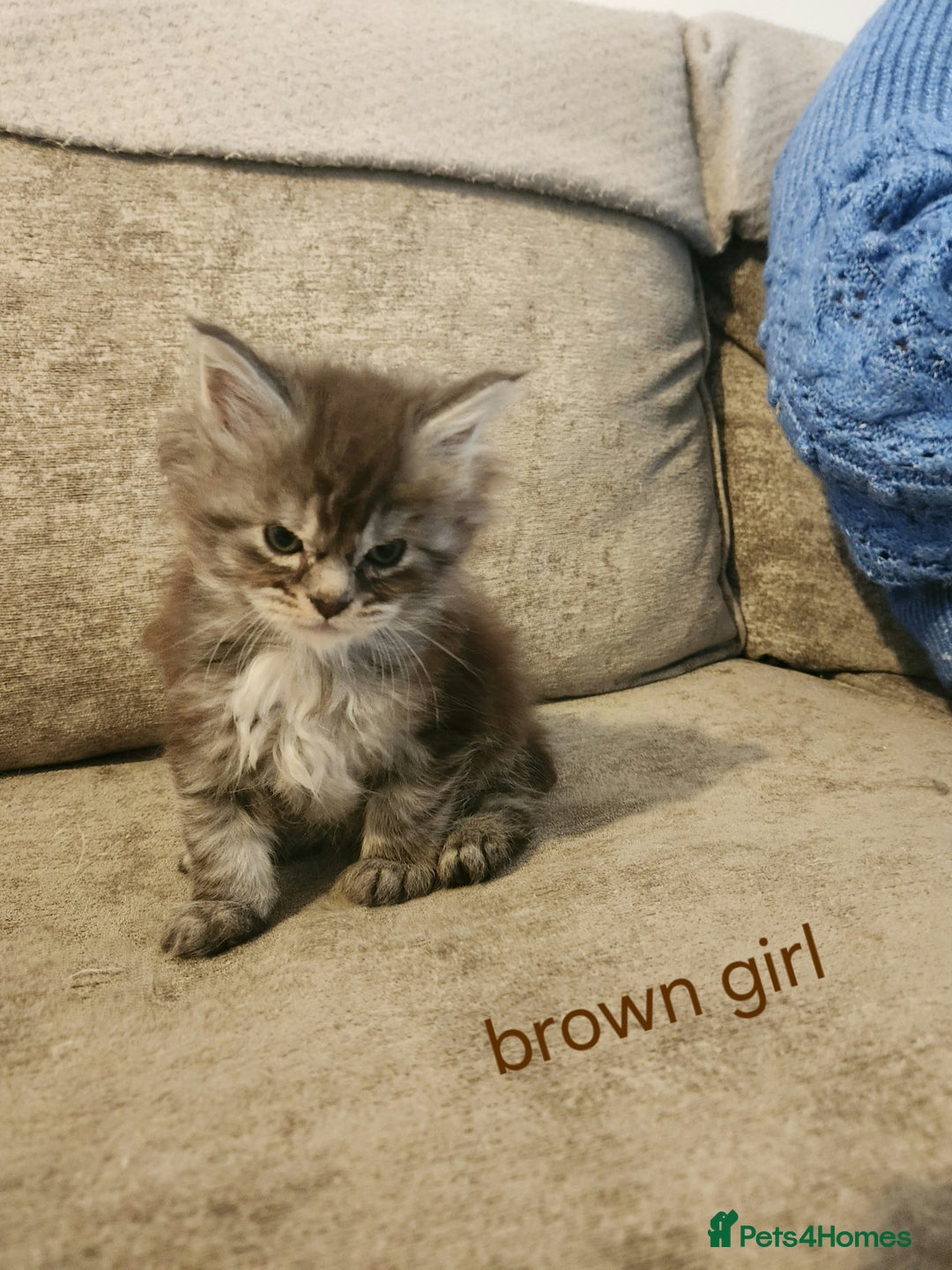 Maine Coon cats for sale: Pure Maine coon kittens - Advert 14