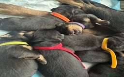 Rottweiler dogs for sale: Rottweiler puppies  - Image 8