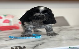Cocker Spaniel dogs for sale: Full show line health tested cocker spaniel puppy - Image 8