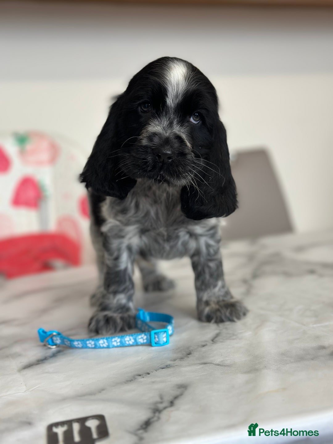Cocker Spaniel dogs for sale: Full show line health tested cocker spaniel puppy - Image 8