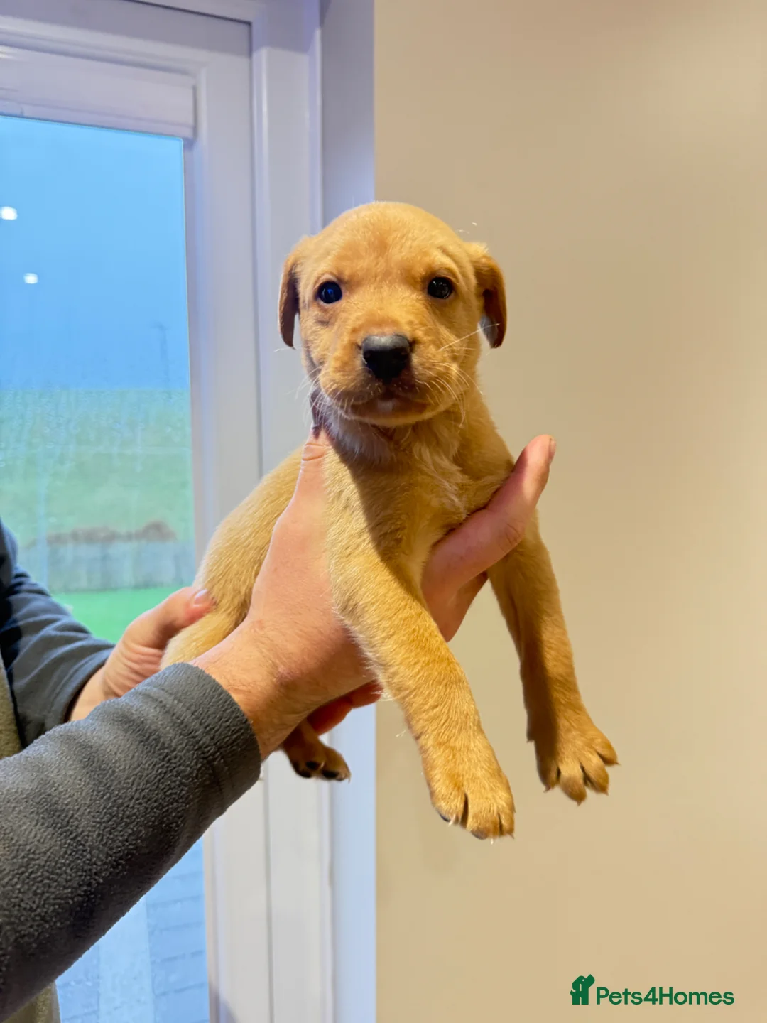 Labrador Retriever dogs for sale: Fox Red and Yellow Labrador Retrievers in Frizington - Advert 2
