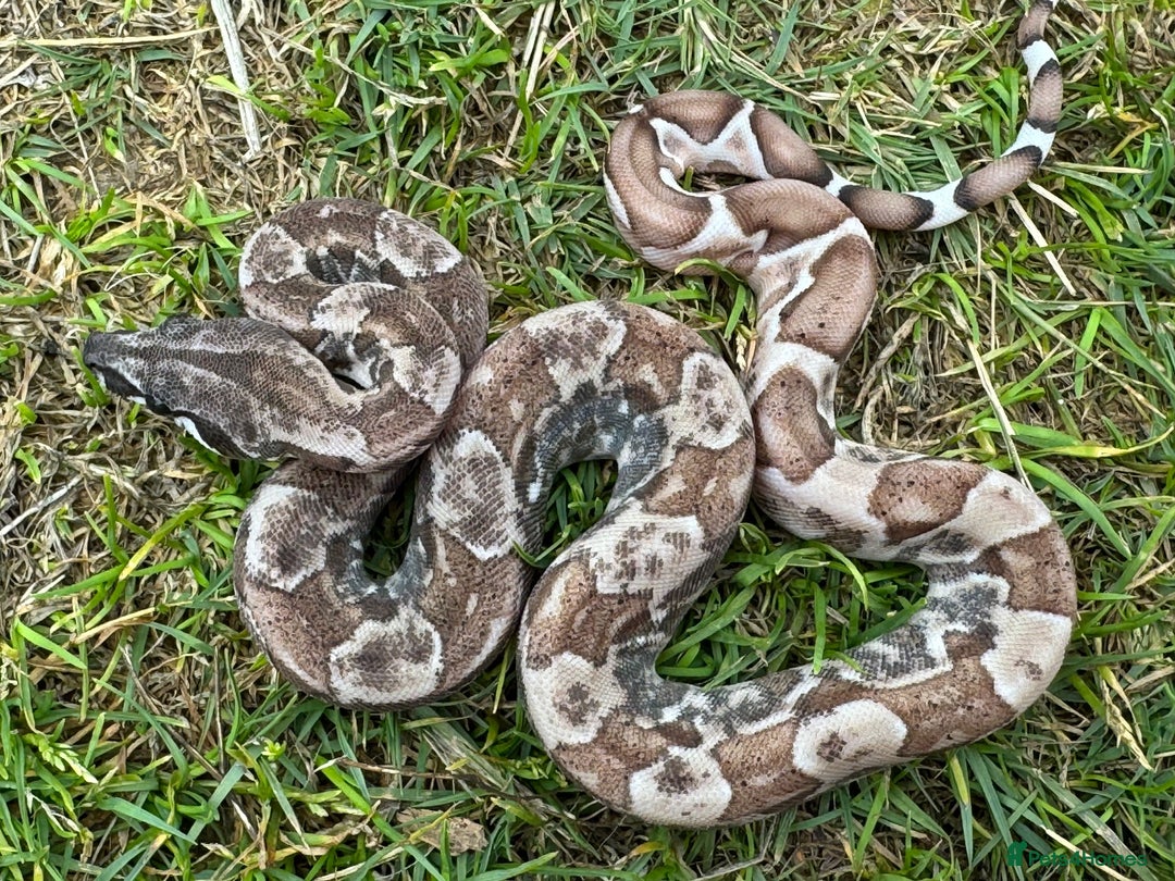 Boa Snake reptiles for sale: Baby Boa Morphs FOR SALE - Image 7