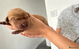 Labrador Retriever dogs for sale: Working Class Fox Red Labs  - Image 14