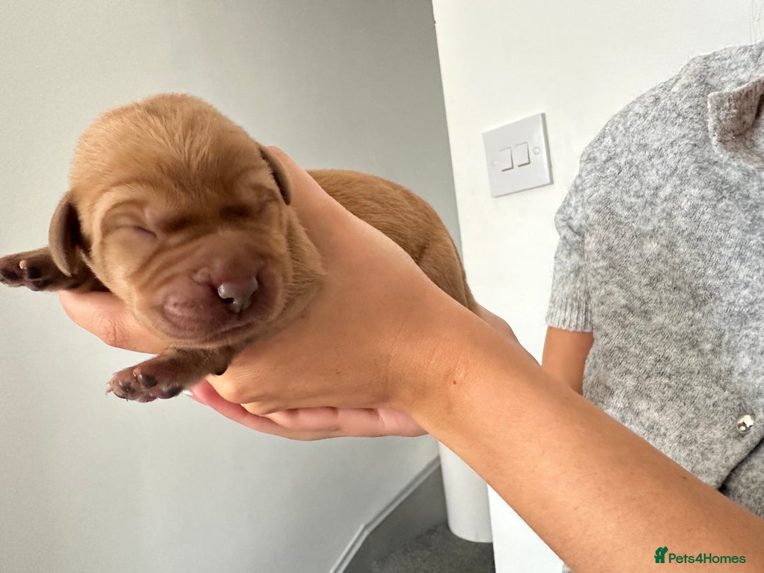 Labrador Retriever dogs for sale: Working Class Fox Red Labs  - Image 14
