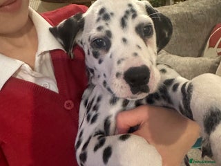 Dalmatian dogs Dalmatian 1 boy - Advert 2