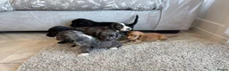 Cocker Spaniel dogs for sale: Cocker spaniel pups - Advert 19