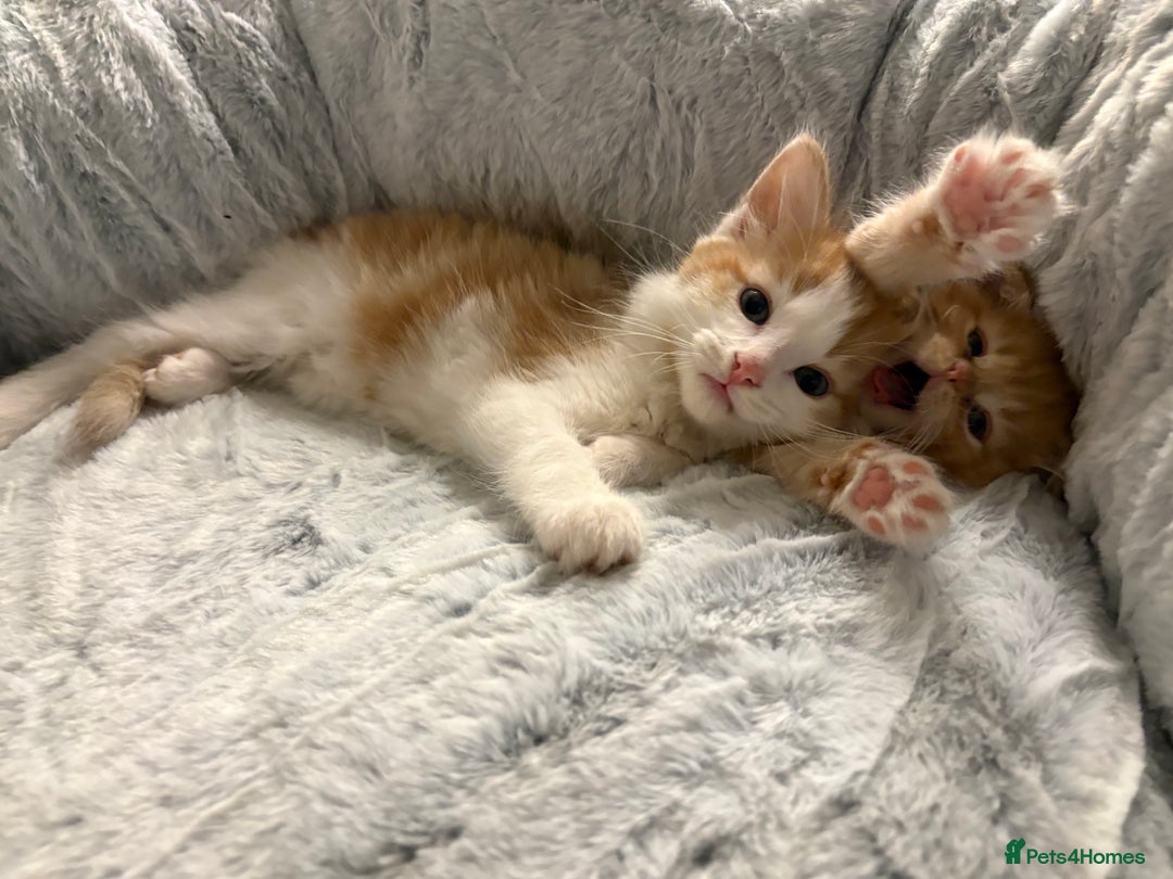 Mixed Breed cats for sale: Jude the Dude and Princess Peaches - Advert 5