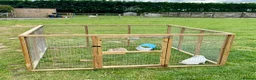 English Lop rabbits for sale: 2 female English lops - Advert 3