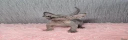 Sphynx cats for sale: 🐾 Gorgeous Sphynx Kittens – Reservations Open! 🐾 - Advert 8