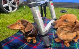 Dachshund dogs for sale: Dachshund Pups need new home - Image 2