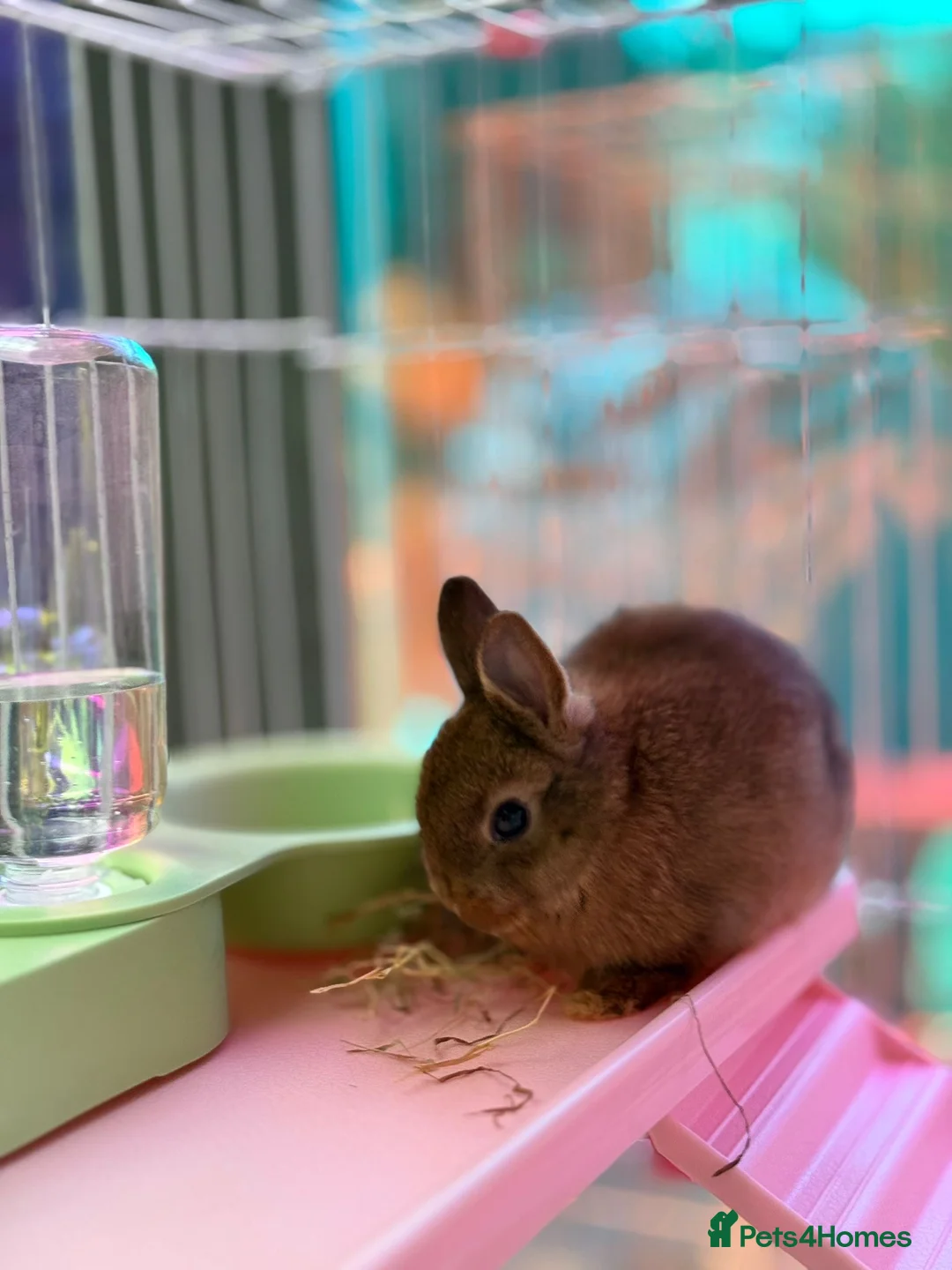 Netherland Dwarf rabbits for sale: Pure Netherland Dwarfs - Advert 9