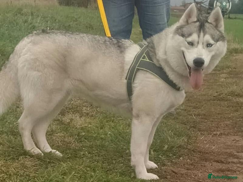 Siberian Husky dogs KC registered female Siberian husky - Advert 15