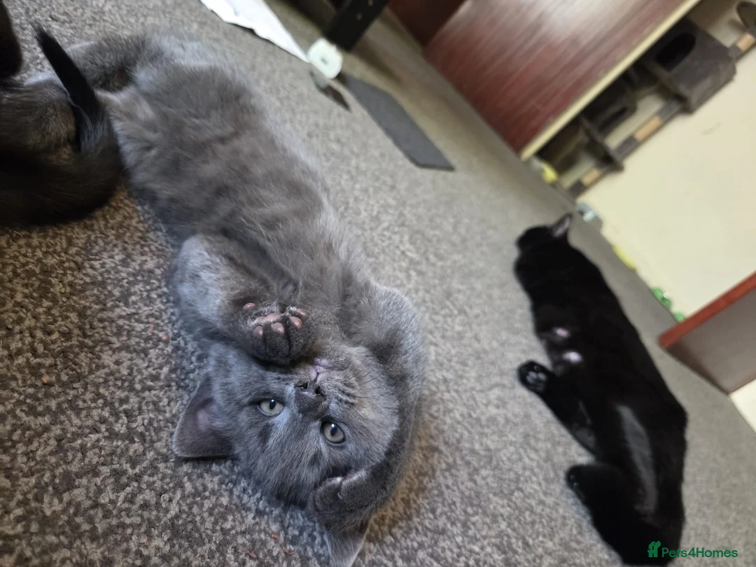 Mixed Breed cats for sale: 3 adorable kittens looking for their forever homes - Advert 2