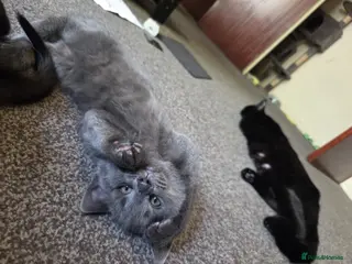 Mixed Breed cats 3 adorable kittens looking for their forever homes - Advert 15