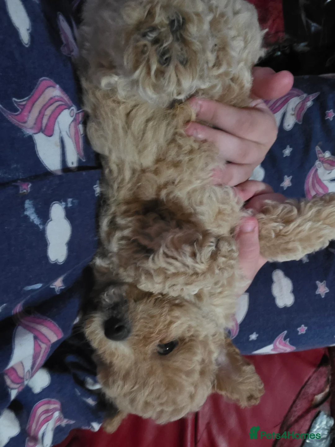 Maltipoo dogs for sale: ONLY 1 girl left READY NOW - Advert 34