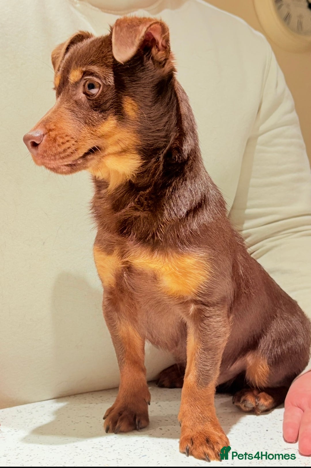 Jack Russell dogs for sale: Jack Russell Boy & Girl  - Advert 1