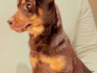 Jack Russell dogs Jack Russell Boy & Girl - Advert 2