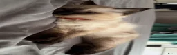 Ragdoll cats for sale: Kitten ragdoll for sale - Advert 4