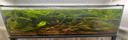 Other/Mixed Breed fish for sale: 90l spacer aquarium including fish - Advert 2