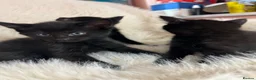 Mixed Breed cats for sale: Mixed kittens  - Advert 28