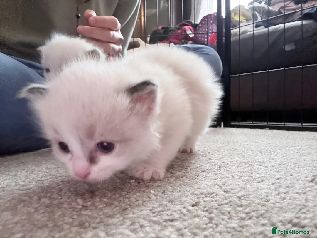 Ragdoll cats for sale: Female ragdoll - Advert 2