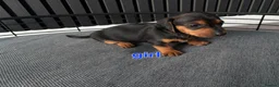 Miniature Dachshund dogs for sale: BEAUTIFUL MINIATURE DACHSHUND  - Advert 8