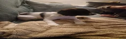 English Springer Spaniel dogs for sale: Pedigree working English Springer Spaniels  - Advert 6