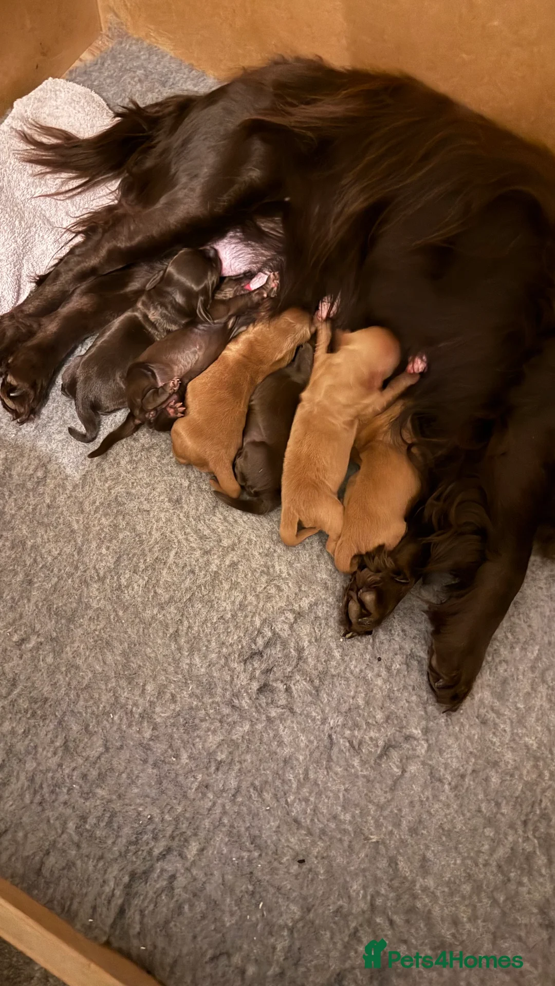 Cocker Spaniel dogs for sale: Working cocker spaniels - Advert 1