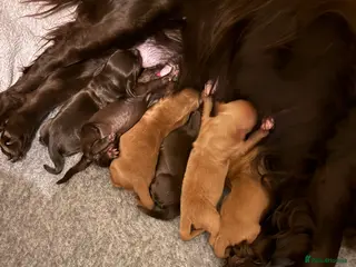 Cocker Spaniel dogs Working cocker spaniels - Advert 3