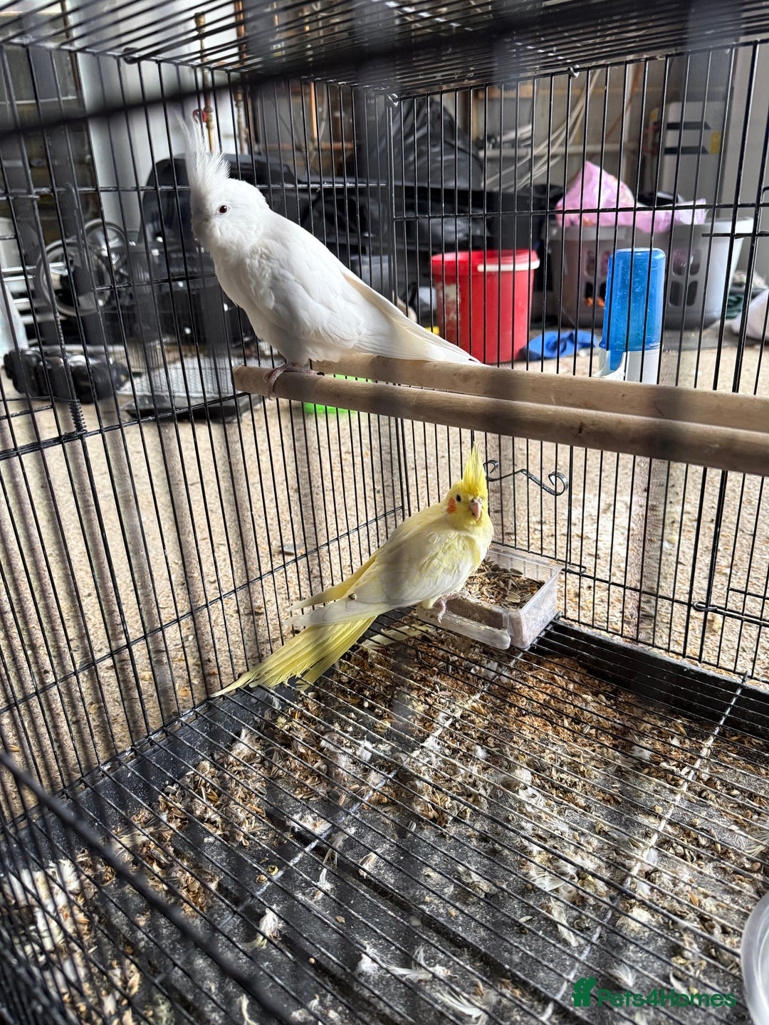 Lovebirds birds for sale: Pair of Cocktail  with cage  - Advert 2