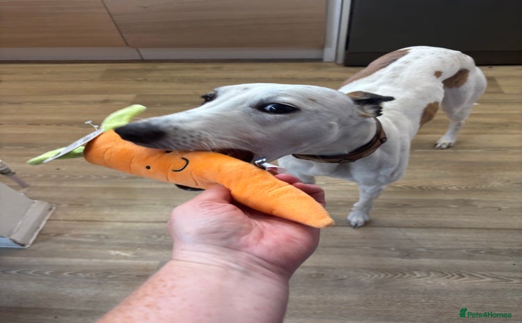 Whippet dogs - Advert 1