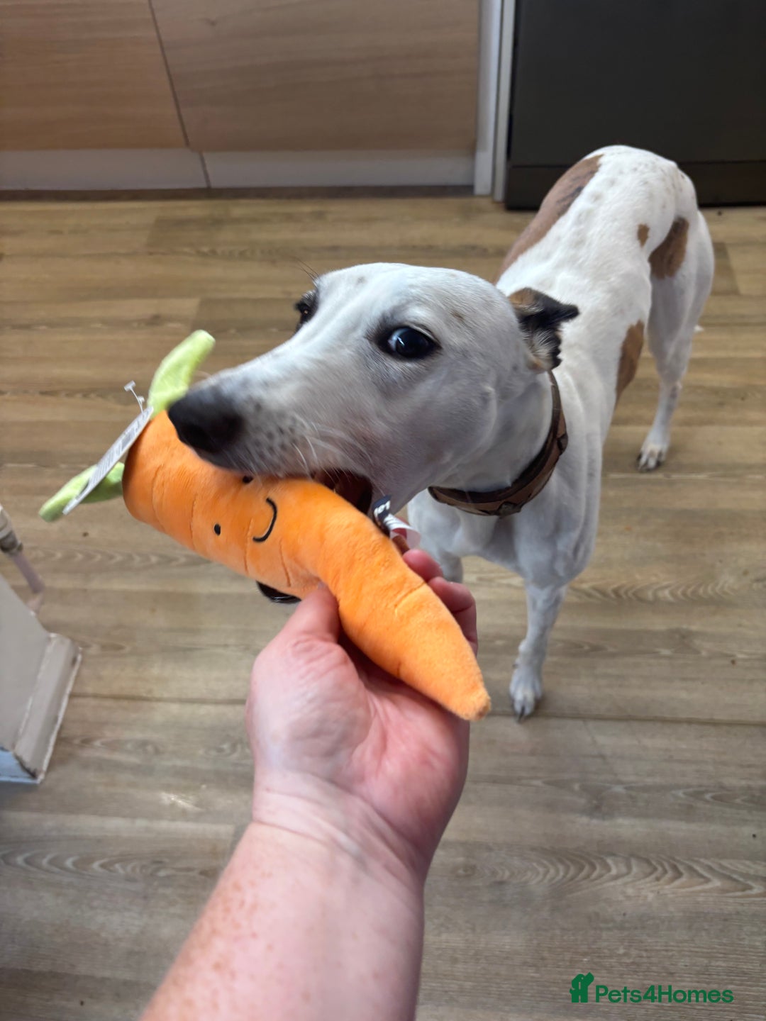 Whippet dogs for sale: K.c2 year old male whippet kennel club registered  - Image 1