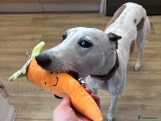 Whippet dogs - Advert 3