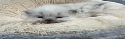 Siberian cats for sale: 🩷🩷GCCF Siberian Neva Masquerade Kittens🩷🩷 - Advert 8