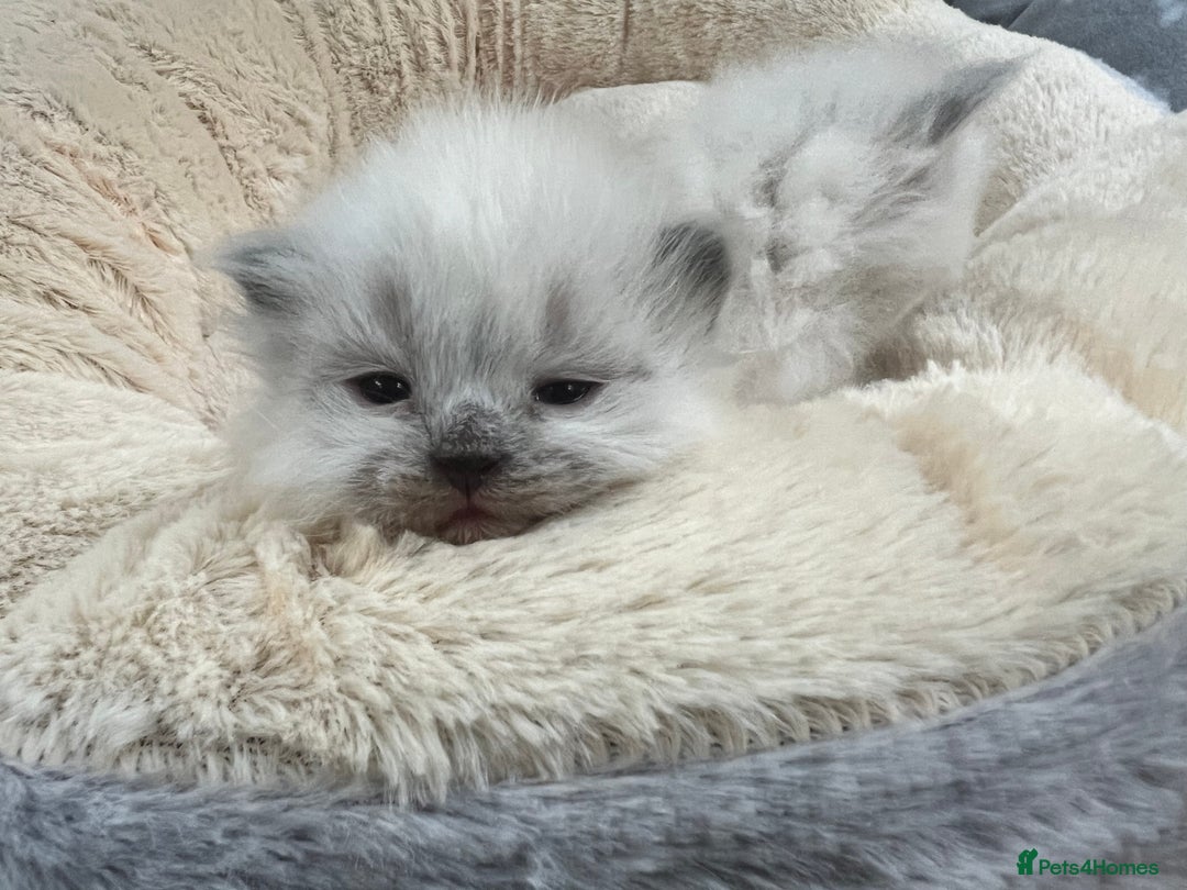 Siberian cats for sale: 🩷🩷GCCF Siberian Neva Masquerade Kittens🩷🩷 - Advert 8