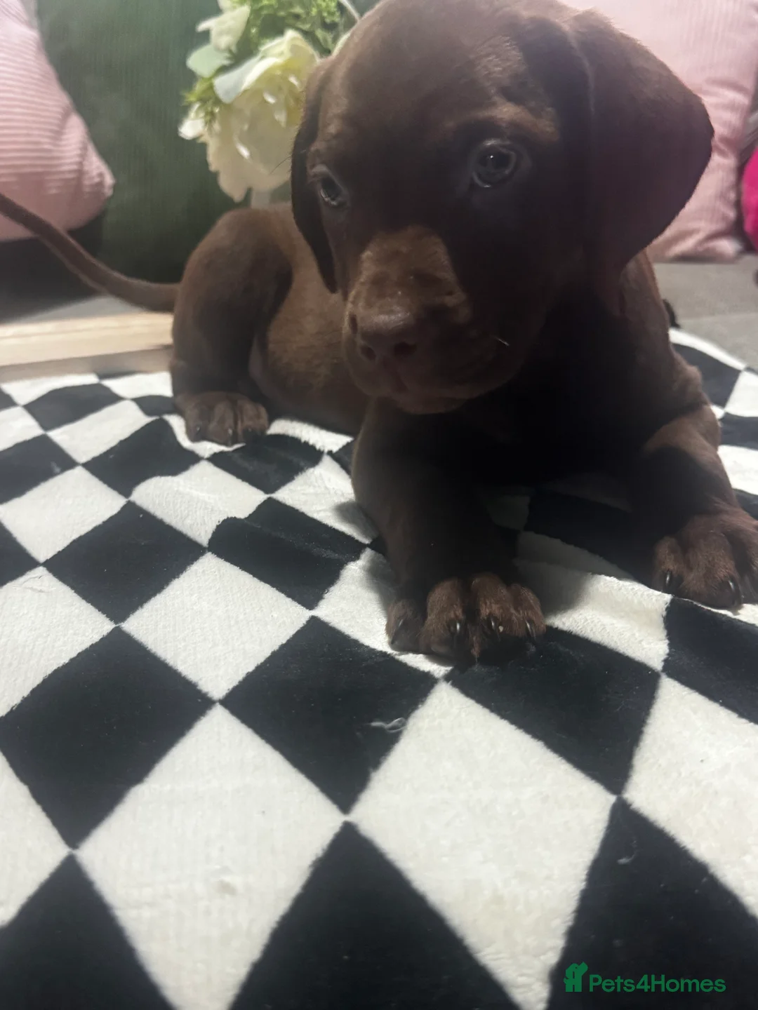 Mixed Breed dogs for sale: ‼️‼️ 3 puppies left. Urgent ‼️ ‼️‼️ - Advert 5