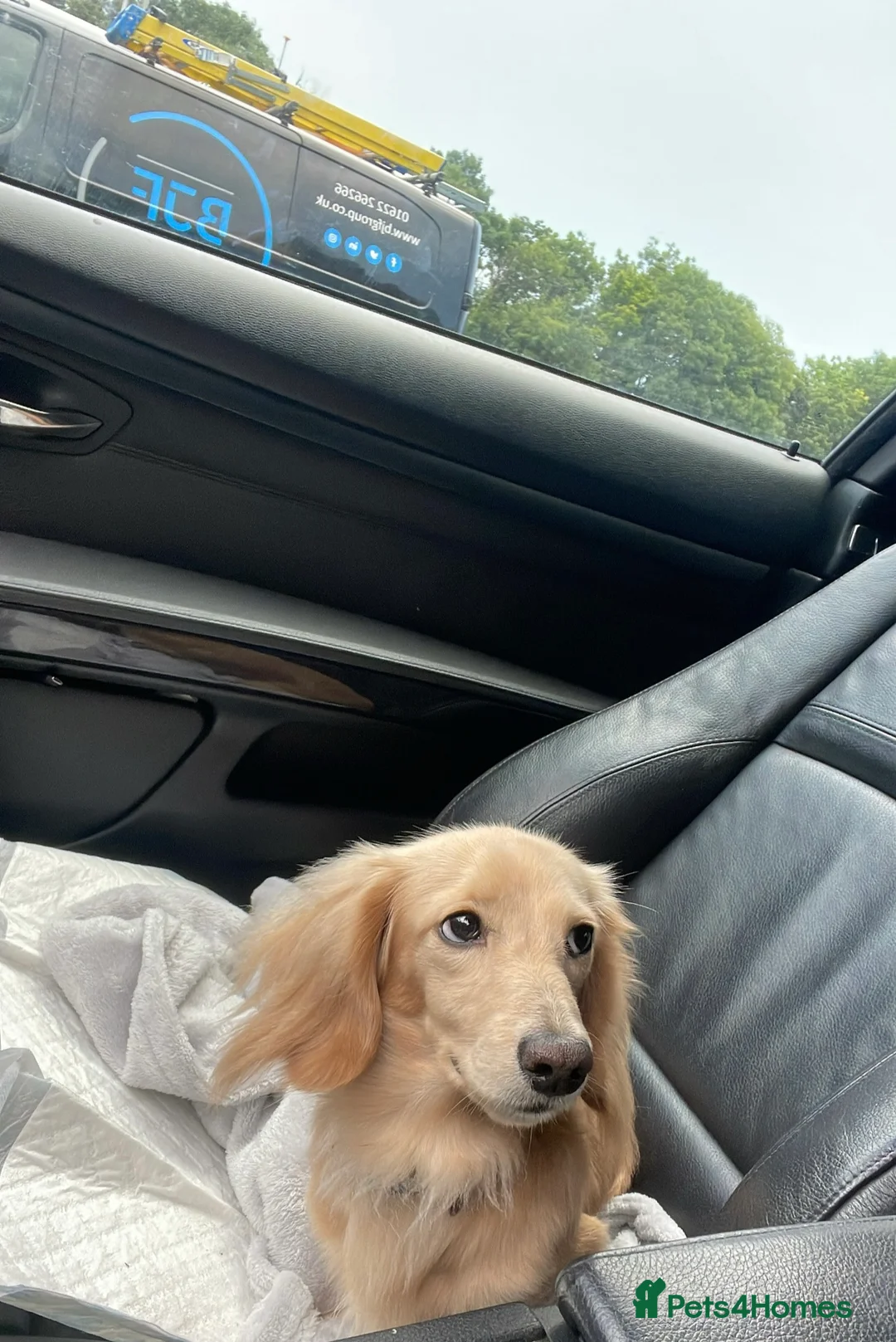 Miniature Dachshund dogs for stud: Shaded cream miniature dachshund 3.6kg - Advert 13