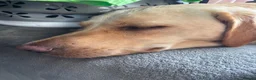 Labrador Retriever dogs for sale: Labrador puppies. PLEASE READ DESCRIPTION.  - Advert 3