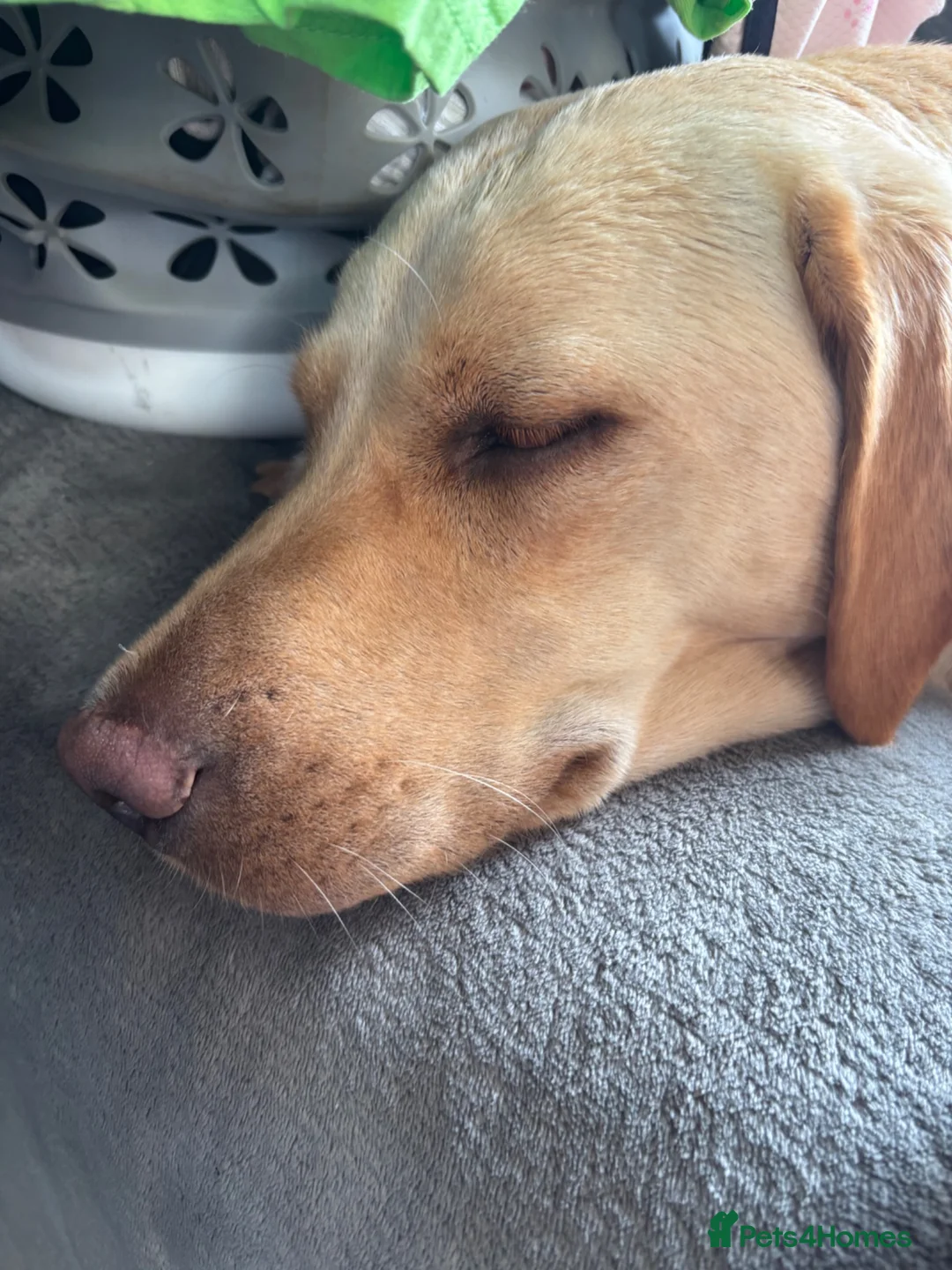 Labrador Retriever dogs for sale: Labrador puppies. PLEASE READ DESCRIPTION.  - Advert 3