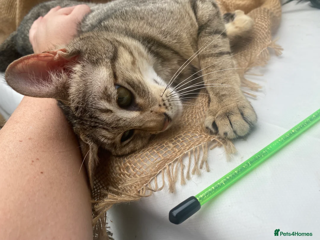 Savannah cats for sale: Stunning pedigree SAVANNAH girl f5 sbt - Advert 2